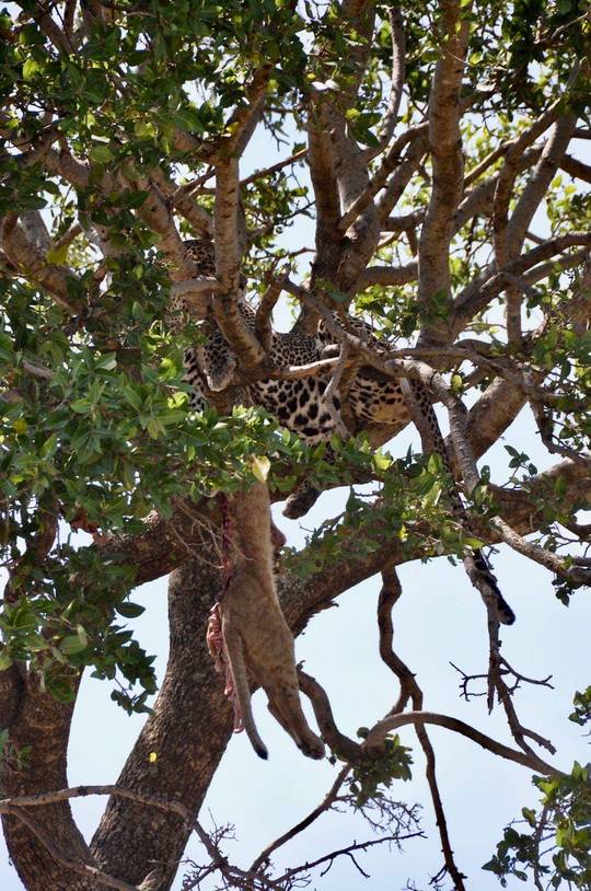 Leopard that killed a Lion cub
