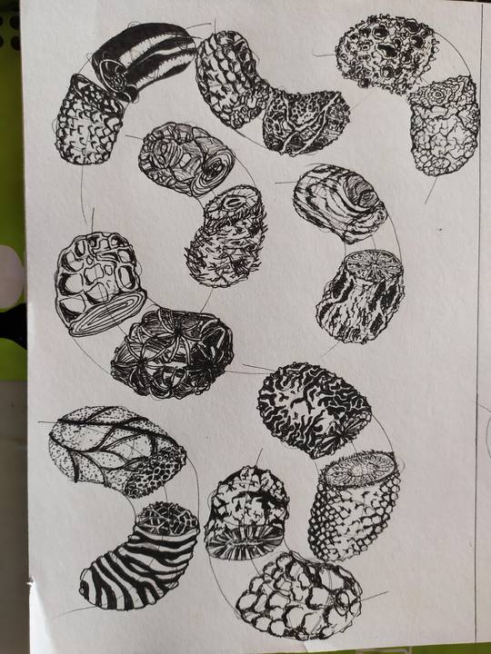 Lesson 2: Dissections