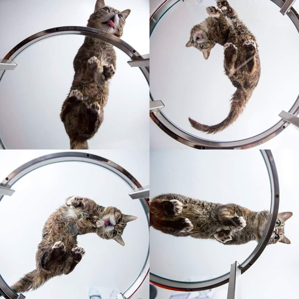 Lil Bub has her turn on glass