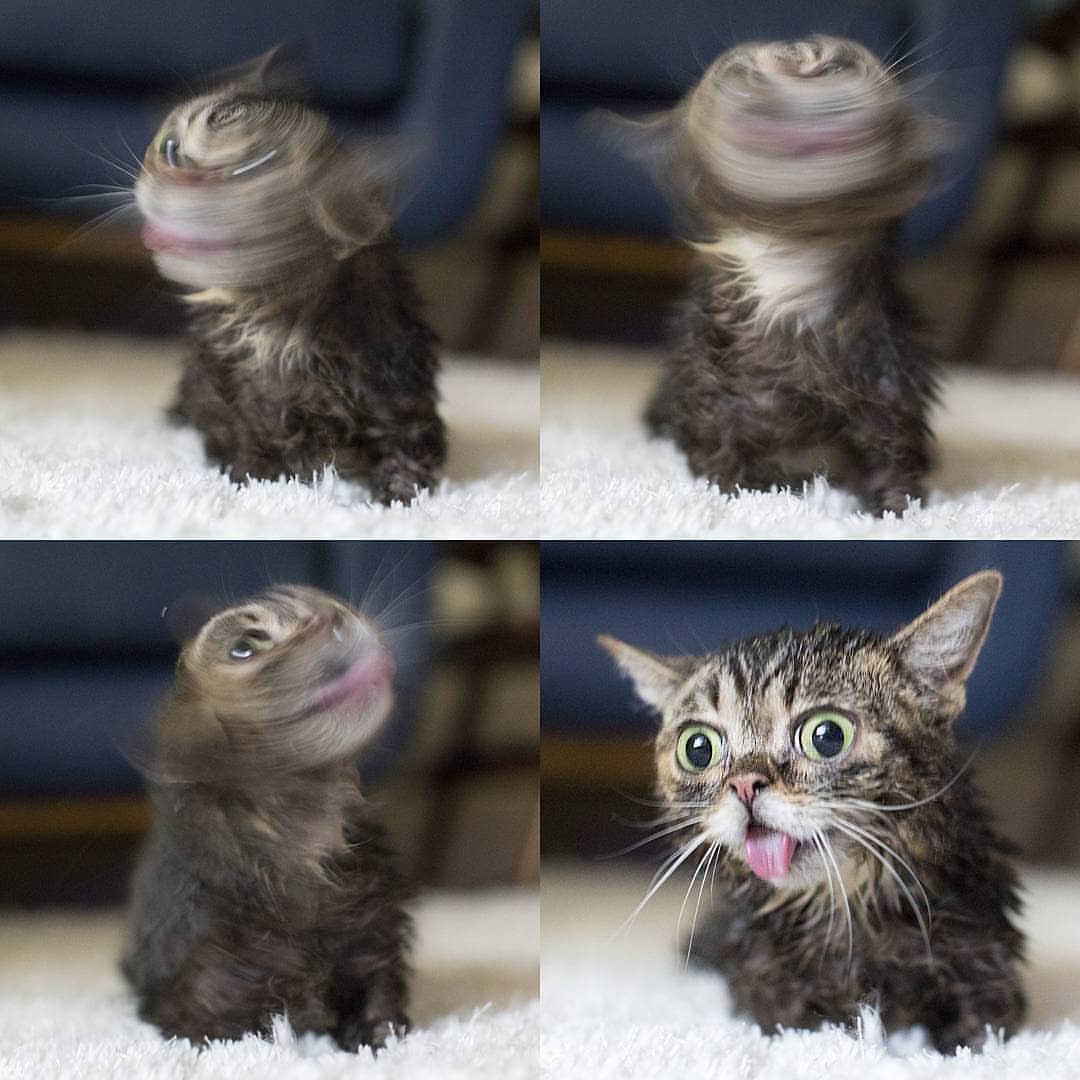 Blurry picture of a cat
