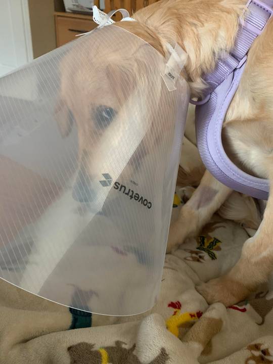 Lila does not like cones