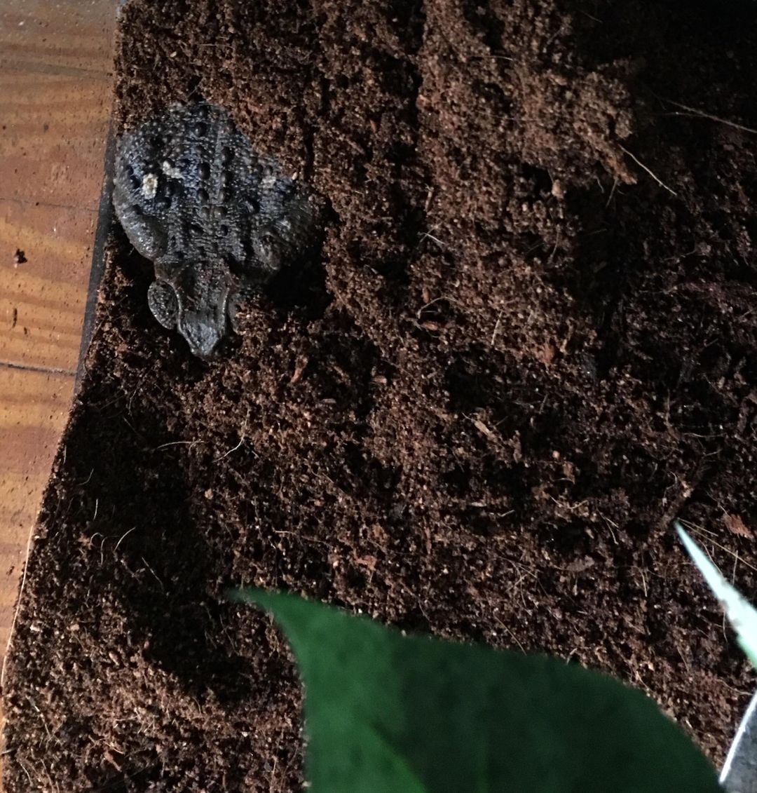Lilith the Cane Toad