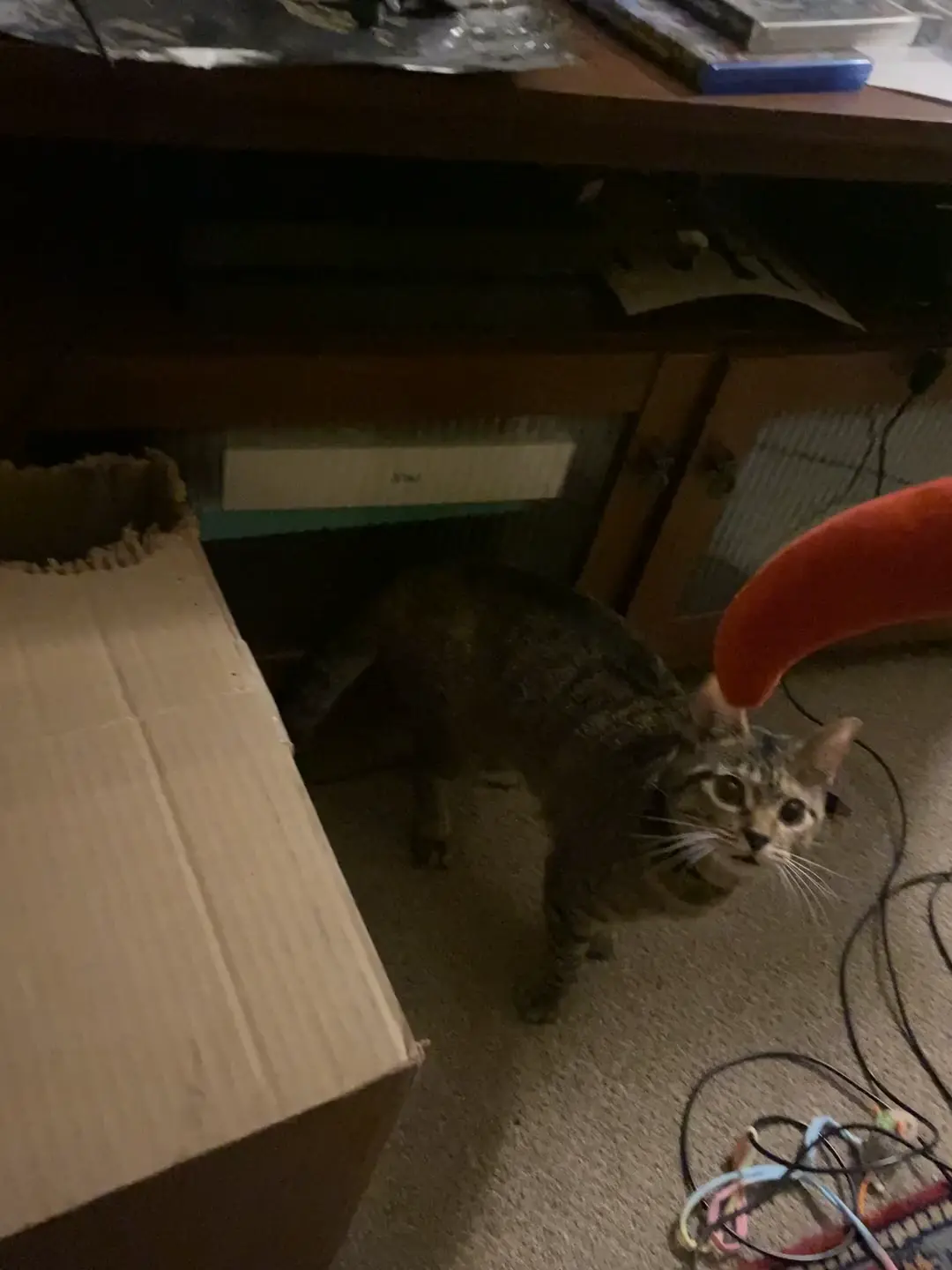 Liquid cat in a box 
