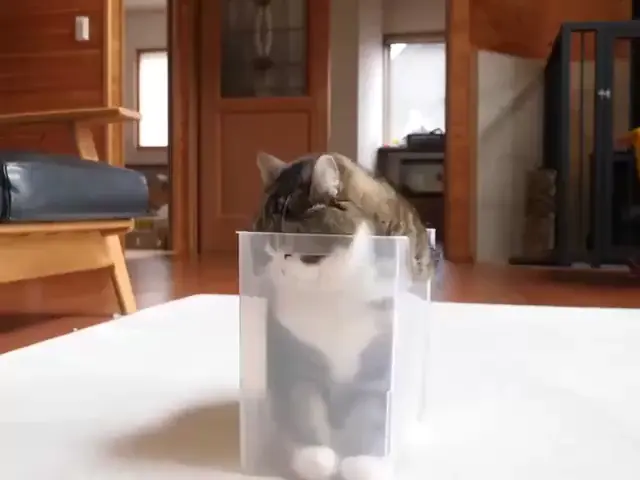 Liquid cat, liquid cheeks