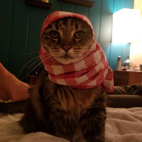 Little Babushka Tabatha