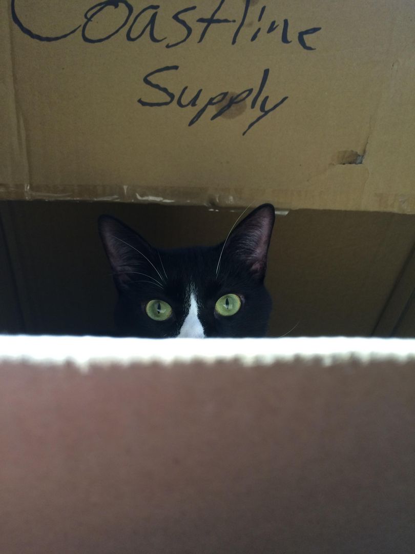 little Bear the box model