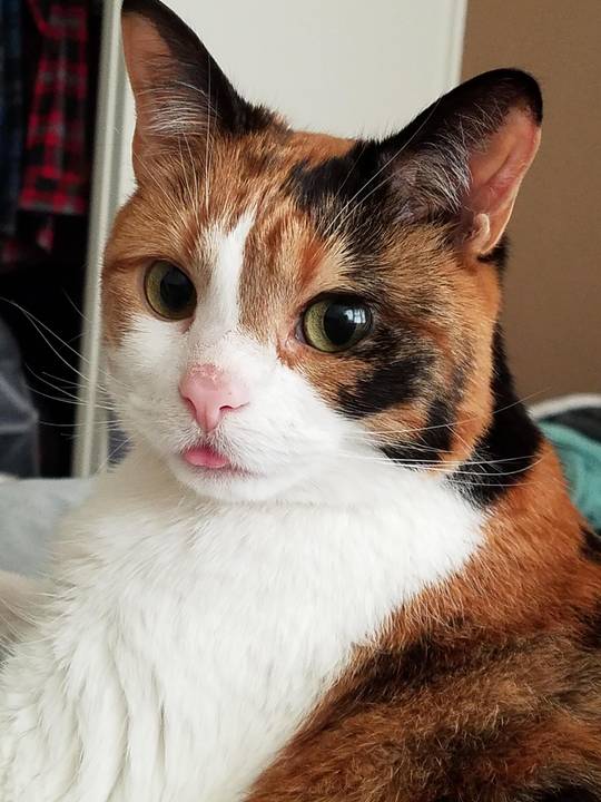 Little blep