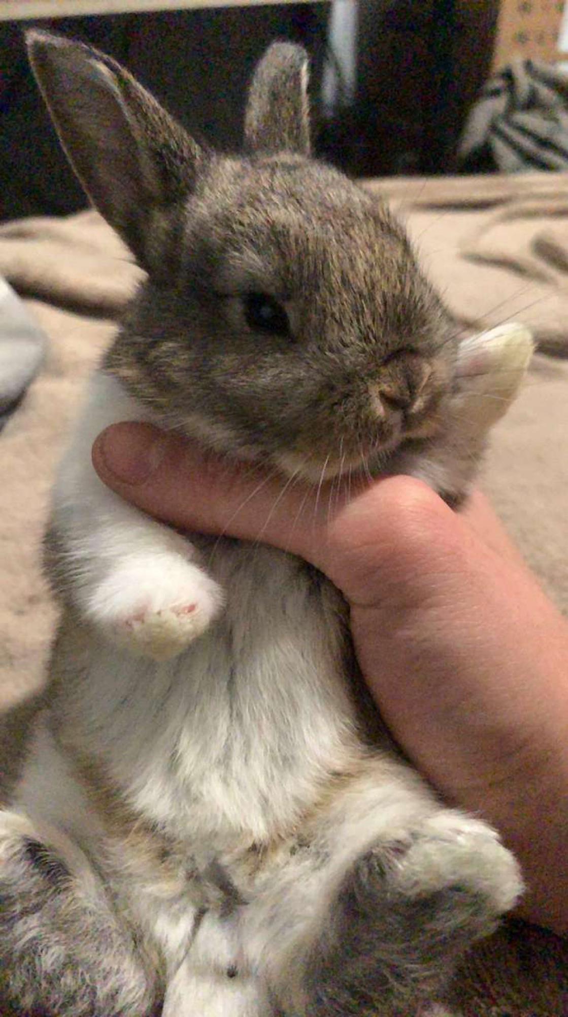 Little Java's growing up so fast 😫😤 | Scrolller