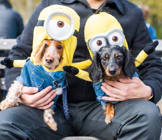 Little minions