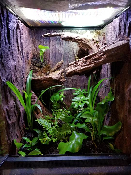 Live planted vivarium plant growth update!