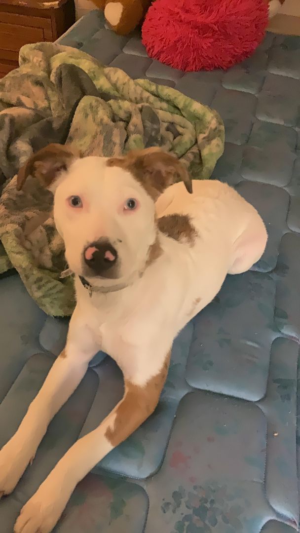 look at da pupper