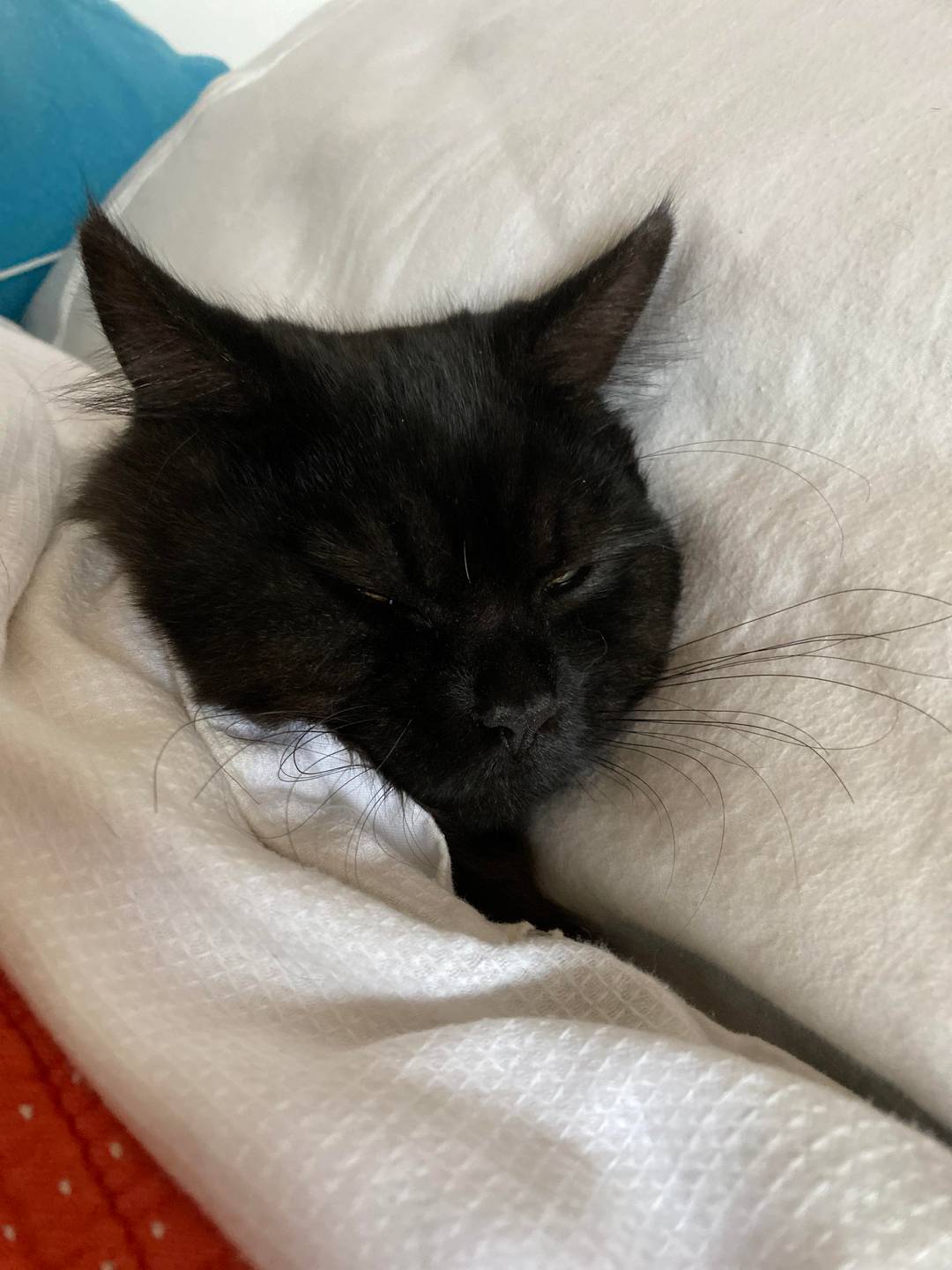 Look how cute he is
