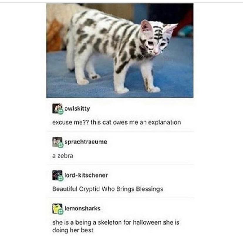 Look it’s a zebra