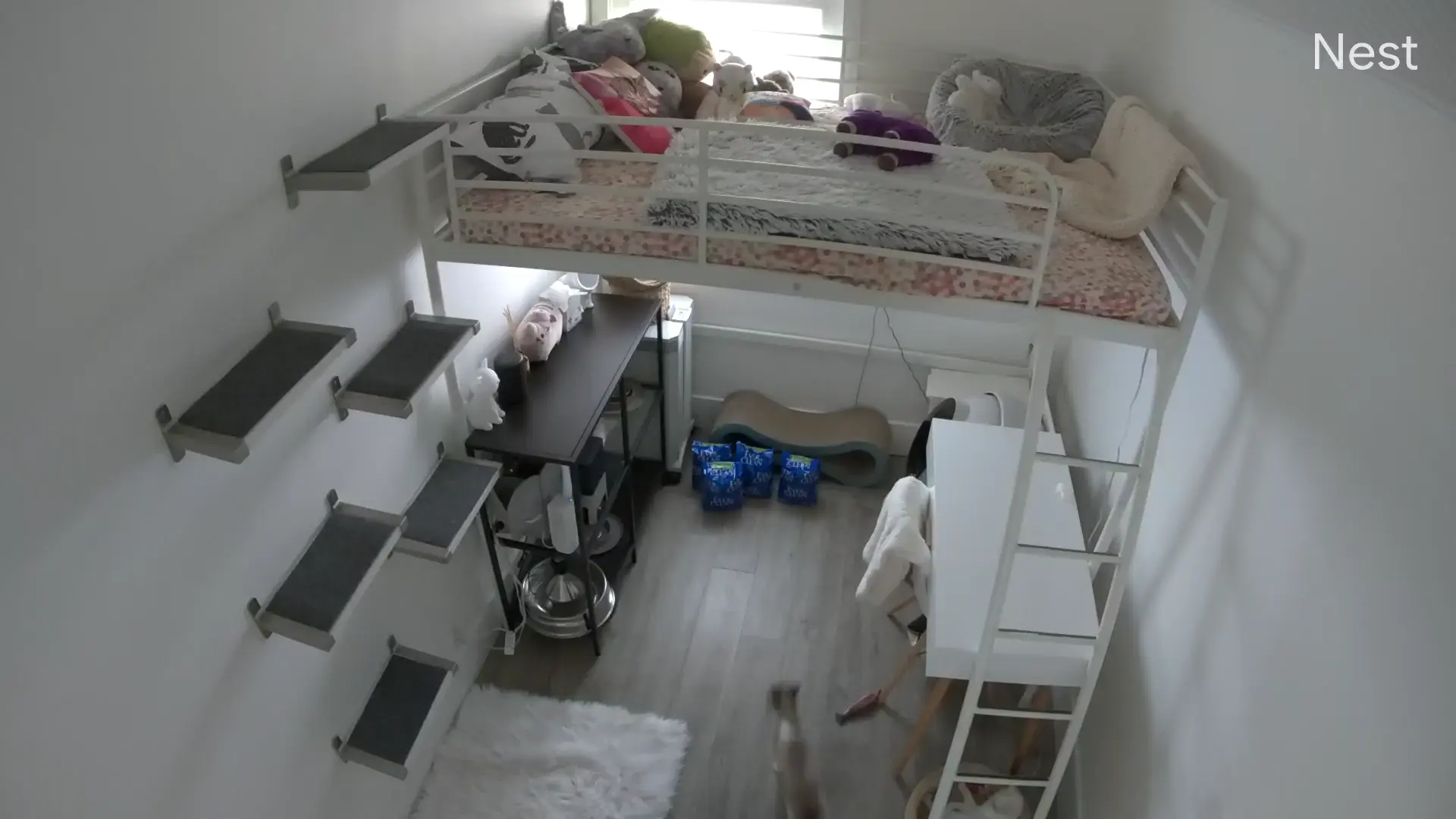 Loong catculus (full video)