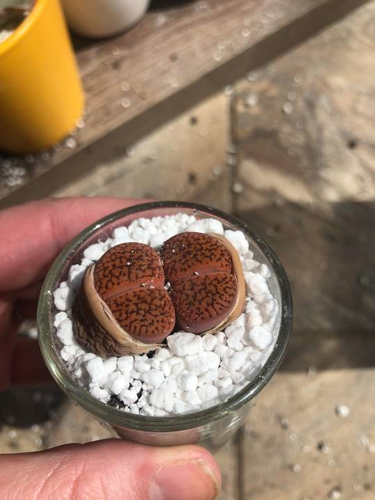 Love the deep rust color!