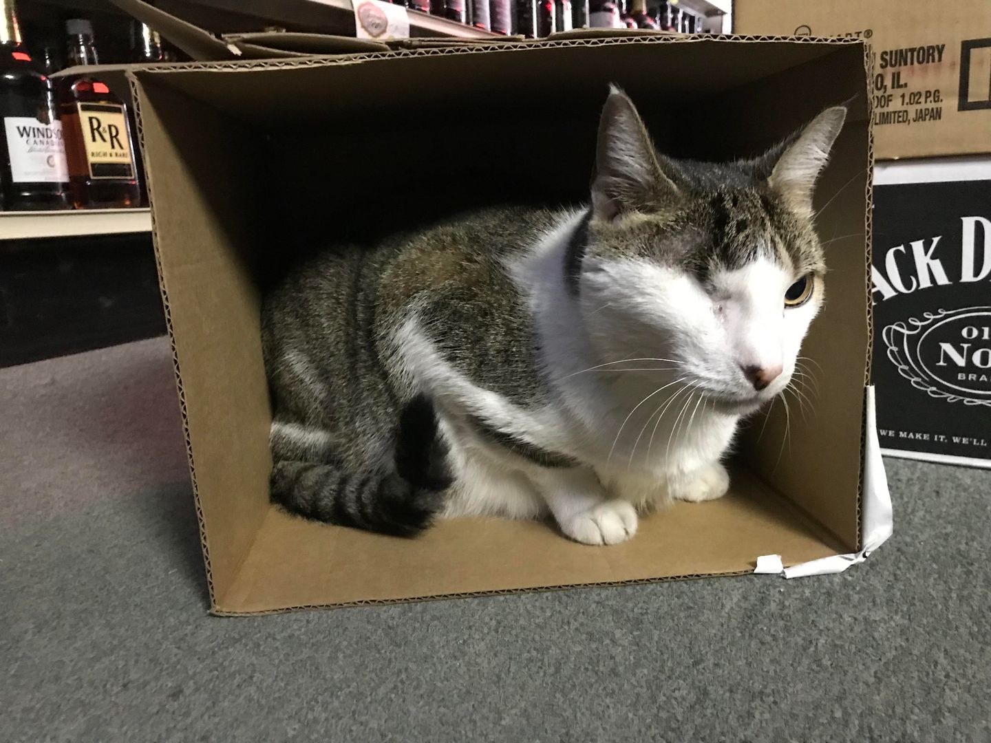 Lucky, our loyal liquor store cat of over 10 years. Showed up with BB gun wounds, accidentally hit by a car in the parking lot &amp; had to get pins in his leg. Lost an eye to glaucoma. Has been through a lot. Tough but always sweet &amp; playful