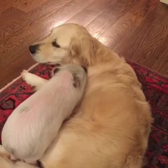 Luna and Cloud Cuddle