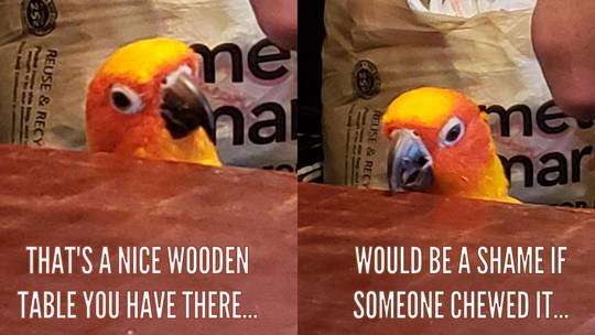Made this meme of my friend's conure