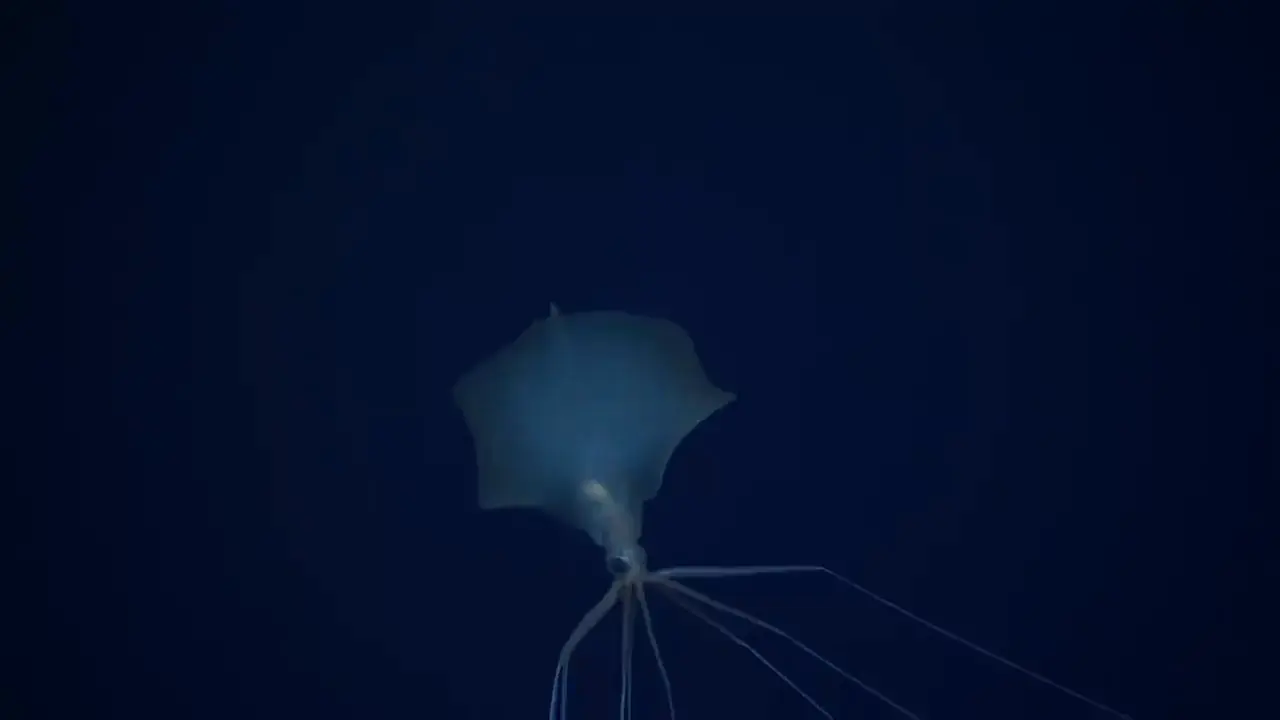 HD footage of a bigfin squid (magnapinna sp.), Gulf of Mexico, depth 2,385 meters (1.5 miles)
