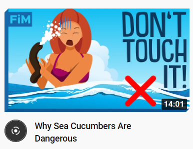 Managing to sexualize a video about marine life | Scrolller