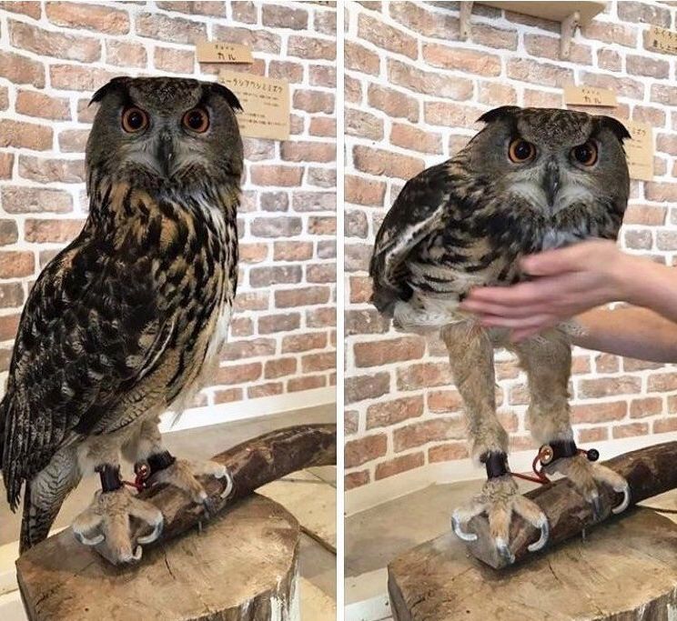 Mandalorian spoiler without context