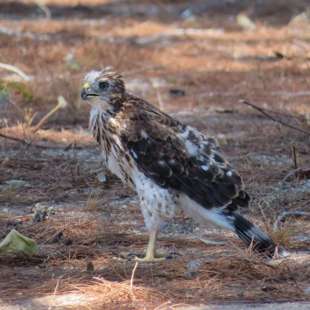 May this fledgling Cooper's Hawk bring you a moment of peaceful distraction. It brought me poop on my doorstep.