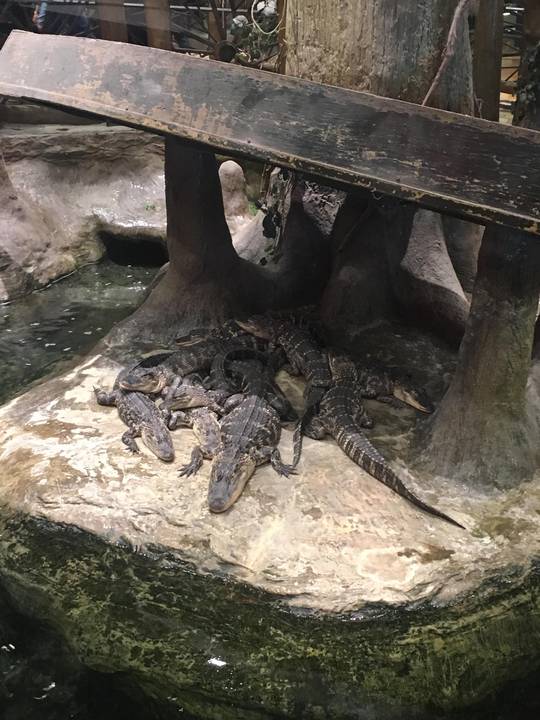 Maybe a cold blooded cuddle puddle