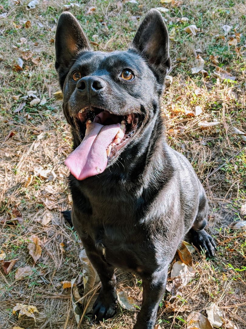 Meet Iggy Pup, my goofy Staffie mix that's always smiling.
