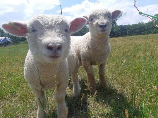 Meet James and Julius our new vineyard sheep