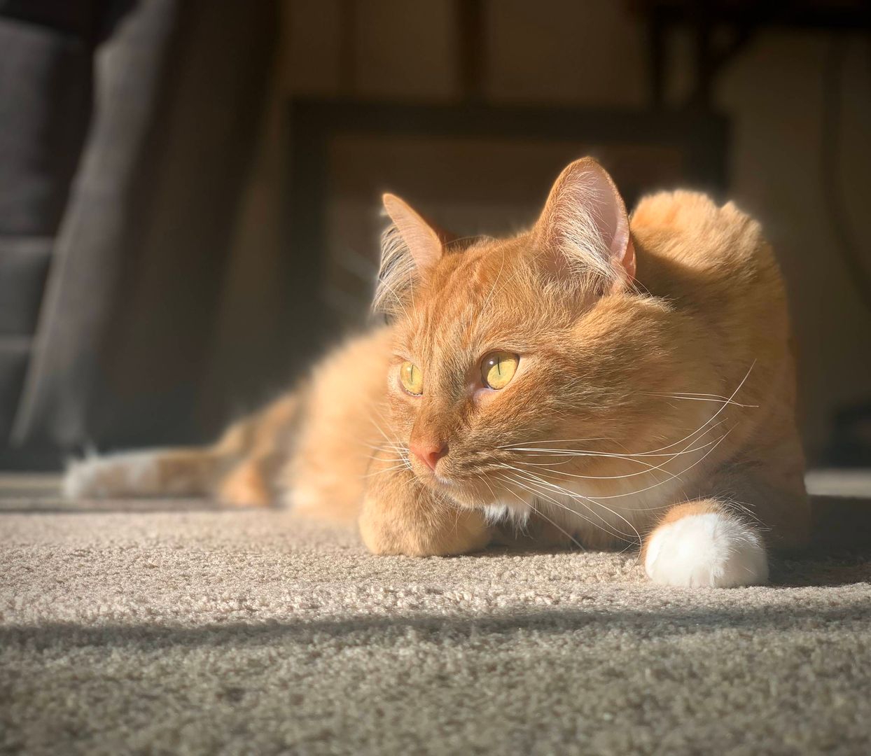 Meet my ginger kitty, Kai.