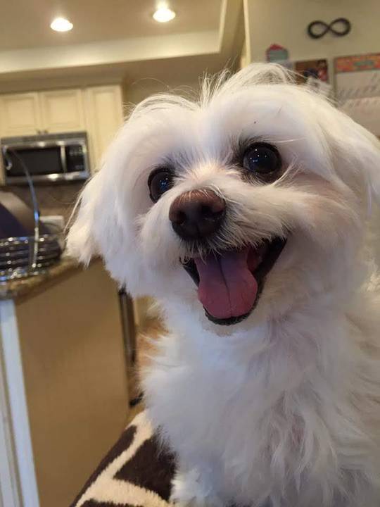 Meet my muppet, Molly