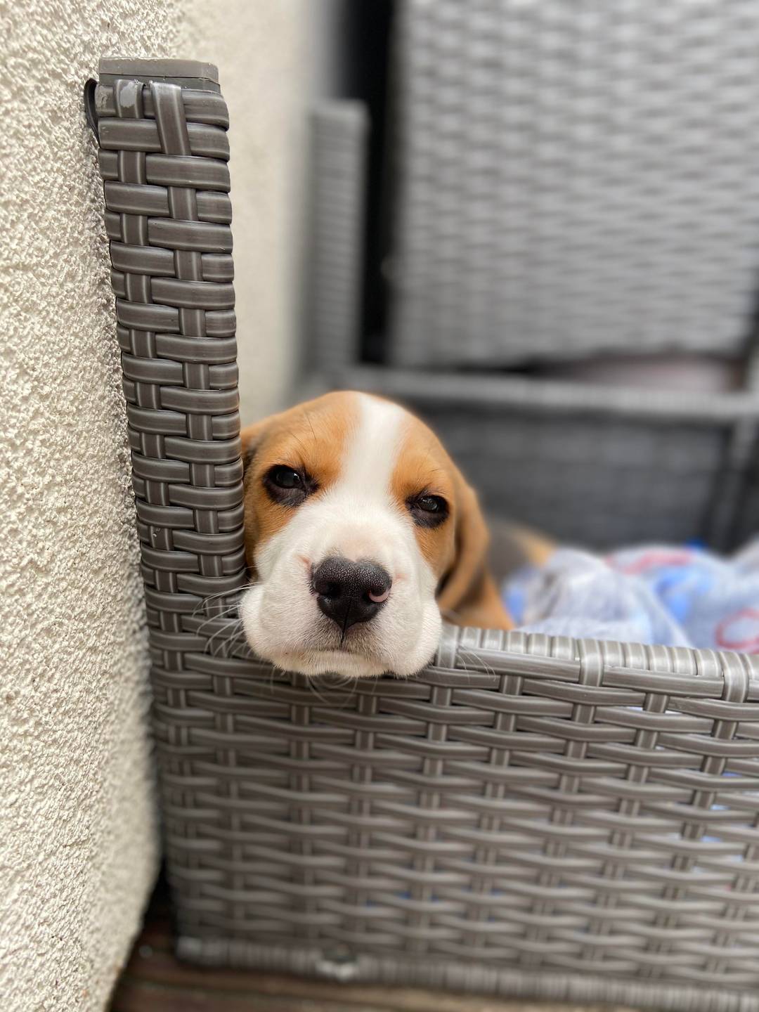 Meet Otis the new members to my family