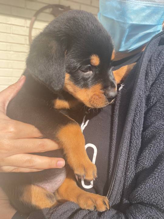 Meet Ruby the Rott. I’m so in love 😩