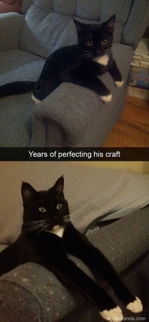 Meow irl