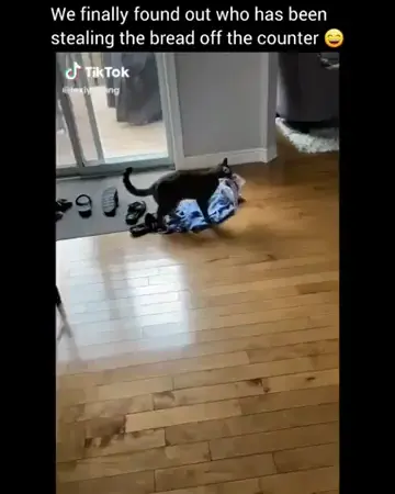 Meow stealing bread..