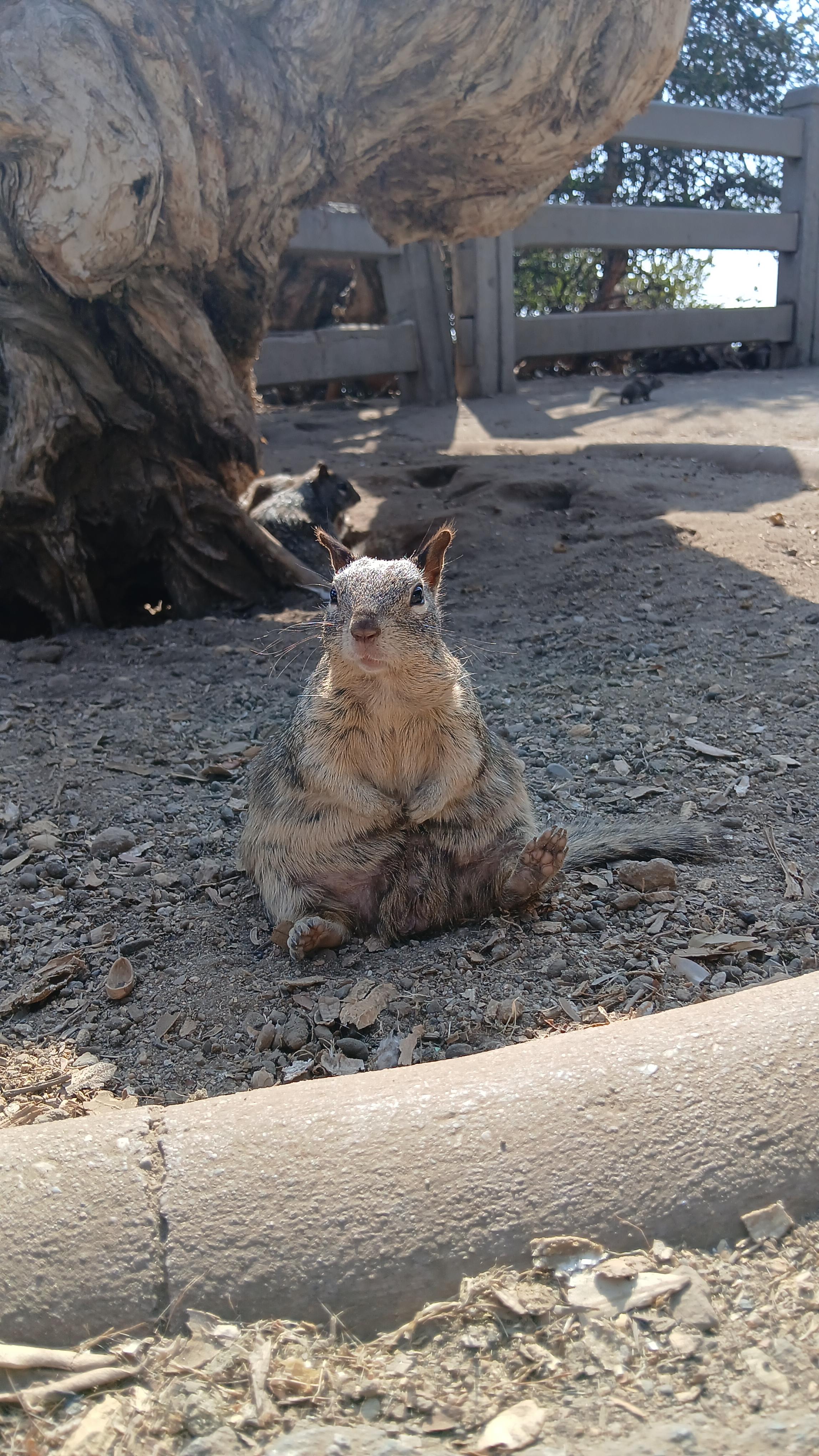 Met this guy in his food coma.