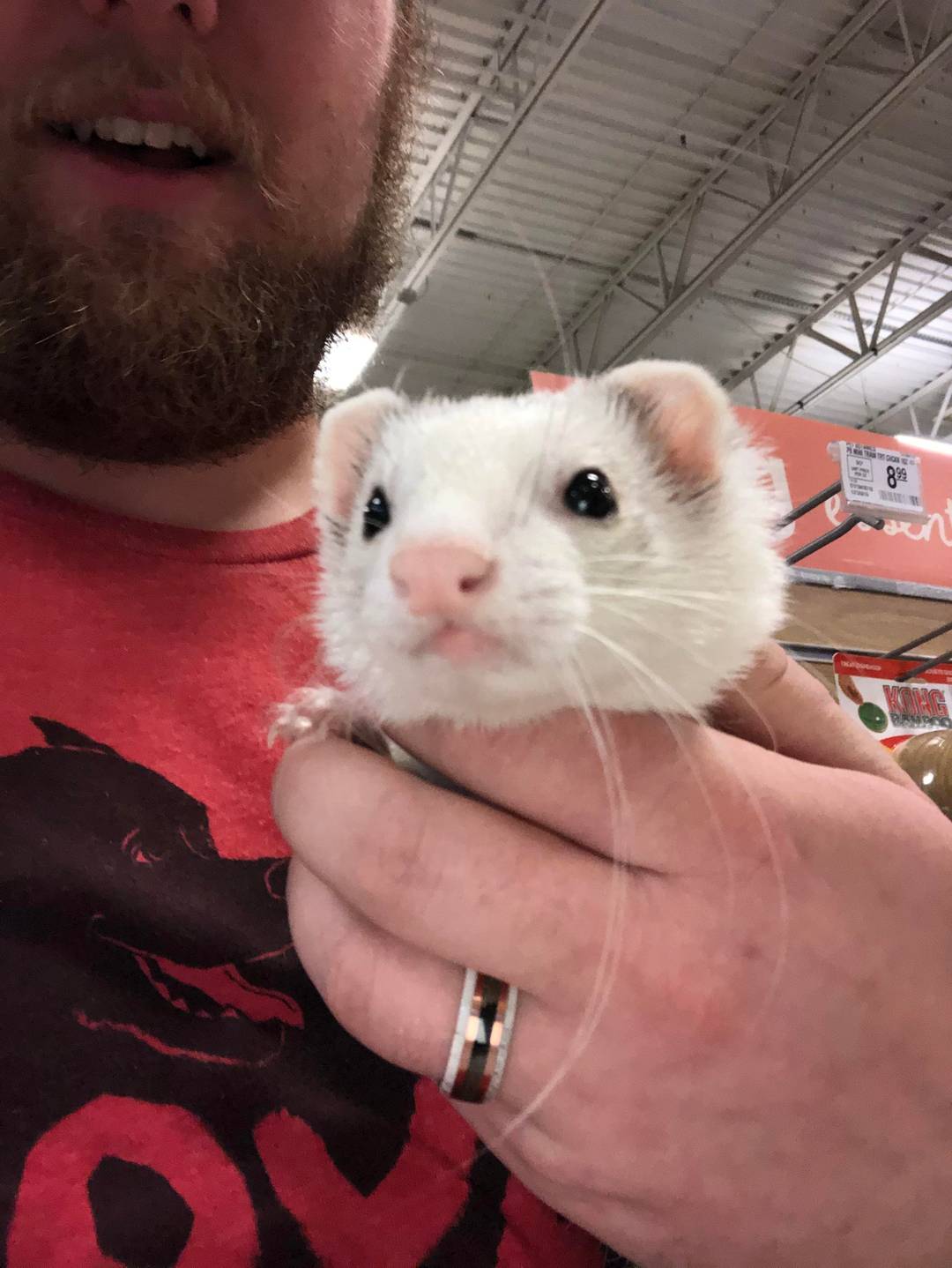 Met this little cuddle bug at work today. Her name is Penelope, and she is undoubtedly the calmest ferret I’ve ever met!