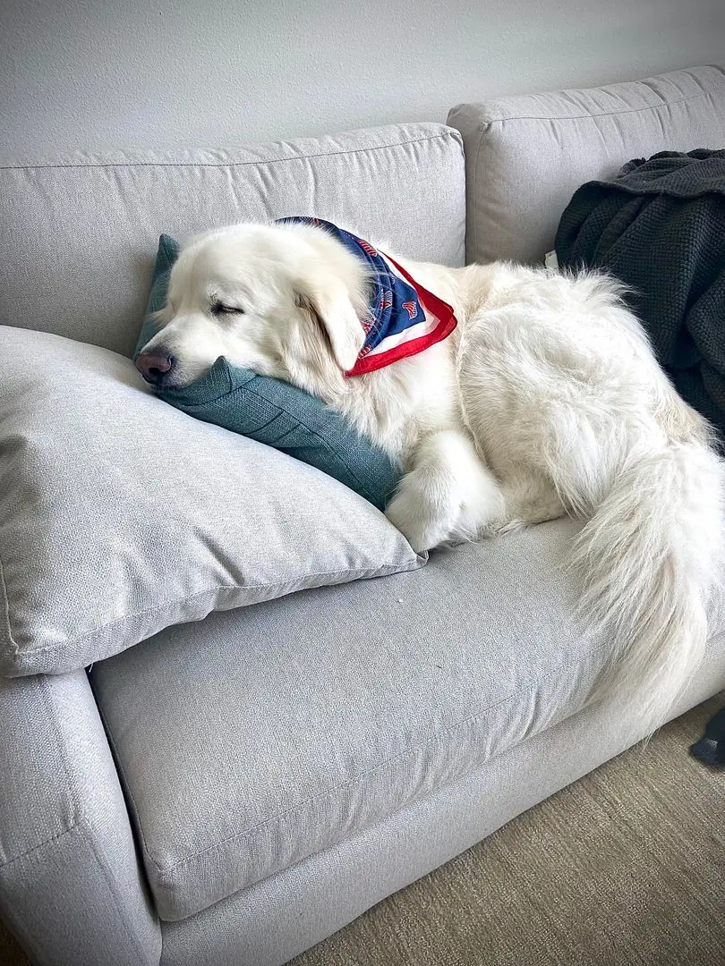 Mid Memorial Day Nap
