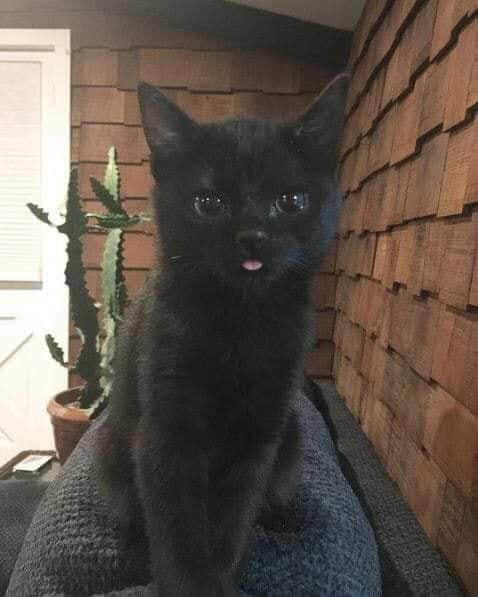mini blep