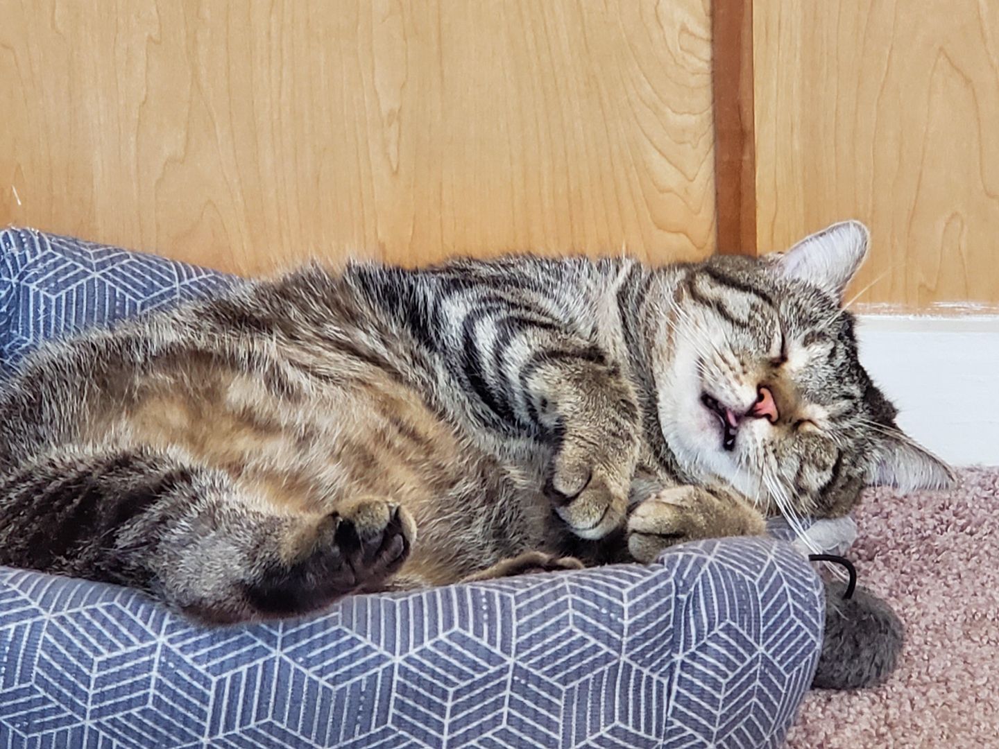 Mini blep from my sleeping boy