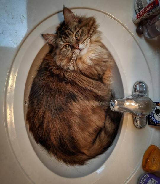 Minimal effort in setting trap with great reward