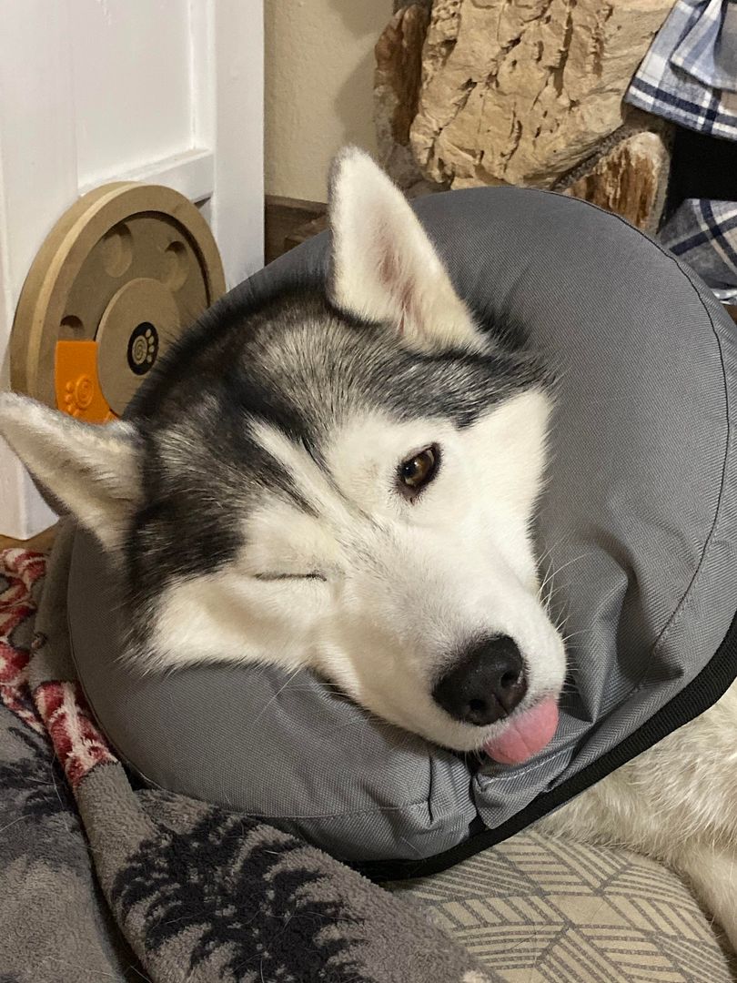 Moonmoon in a donut cone.