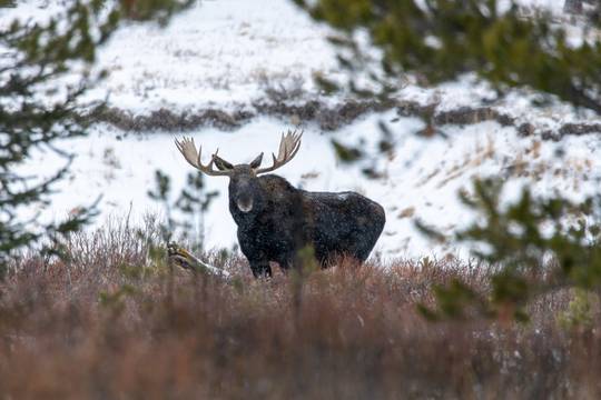 Moose in Yellowstone National Park