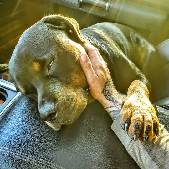Moose. My sidekick, my partner, my best friend. Thank you for being such an amazing creature.
