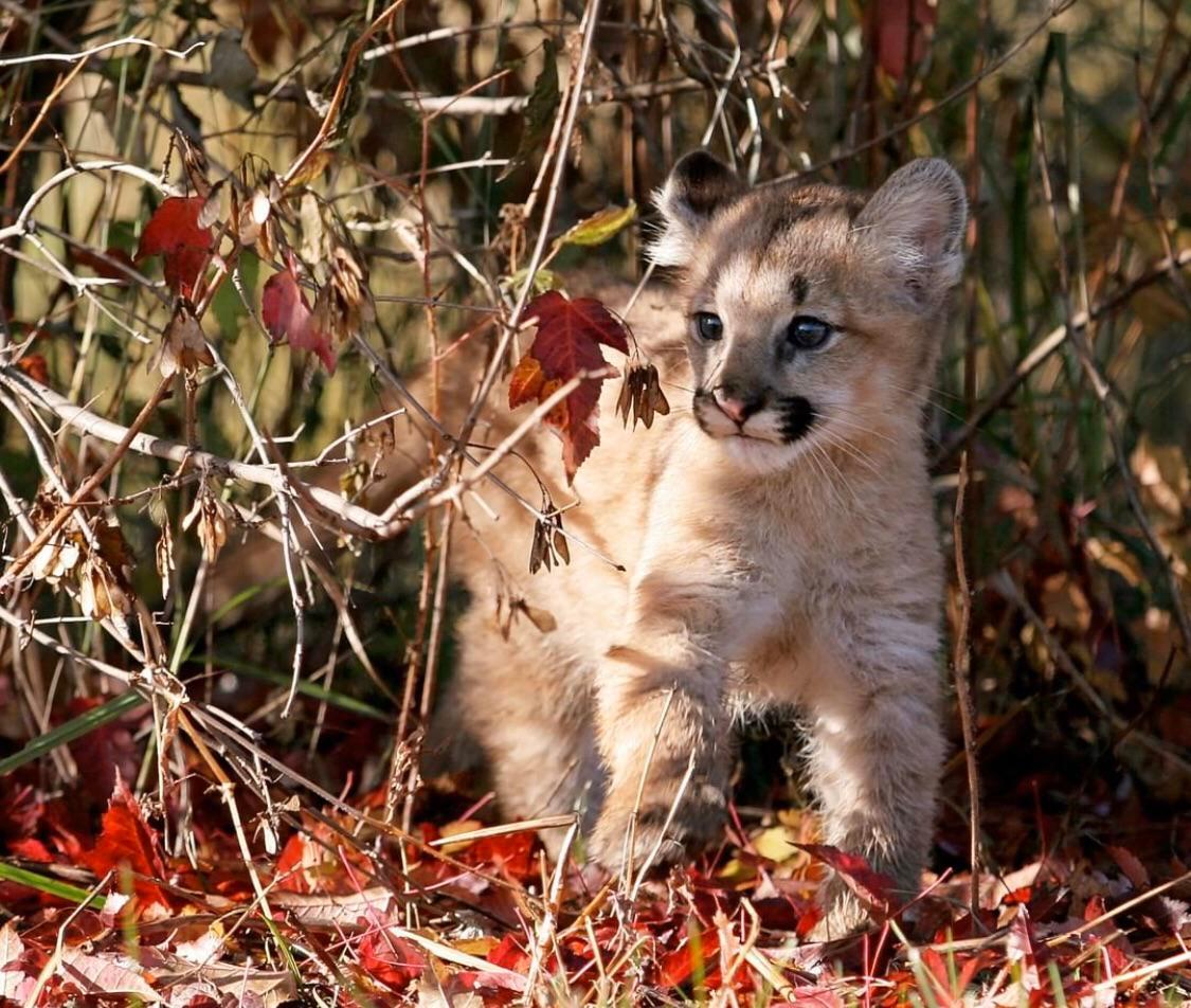 Mountain Lion Cub In The Bushes