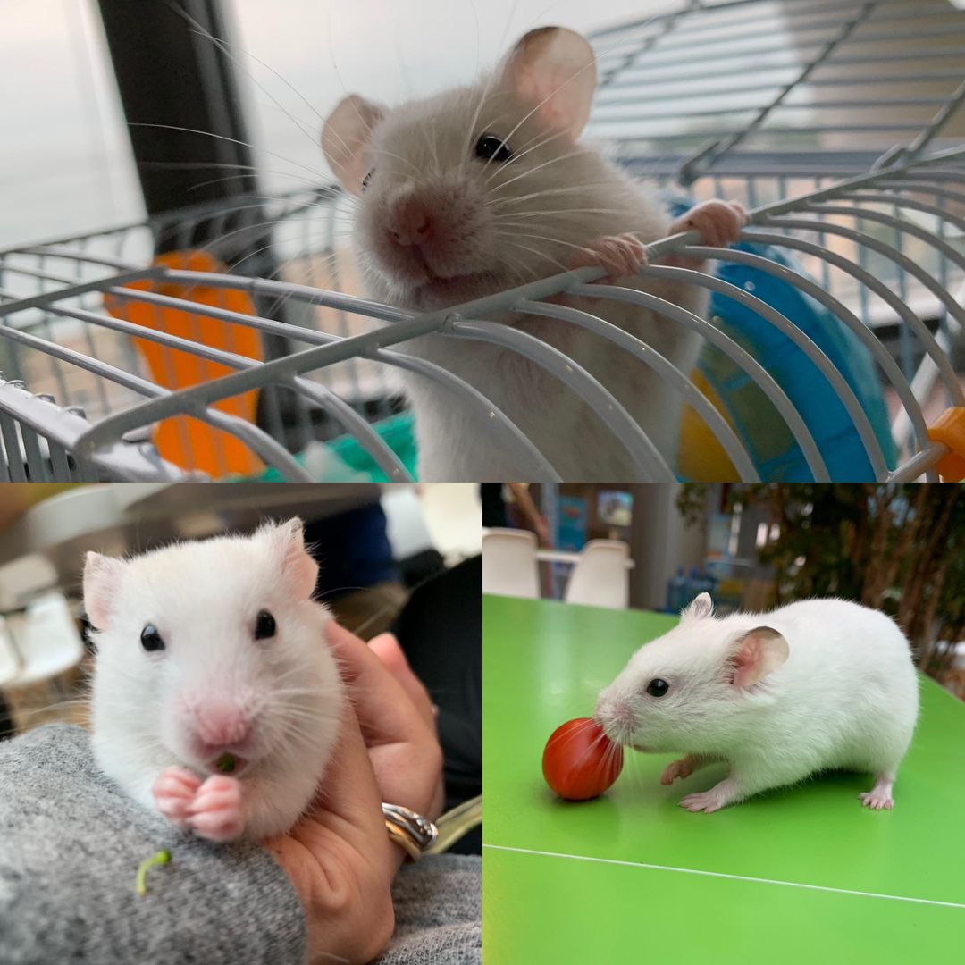 Mouse came to work and had lunch with everyone!