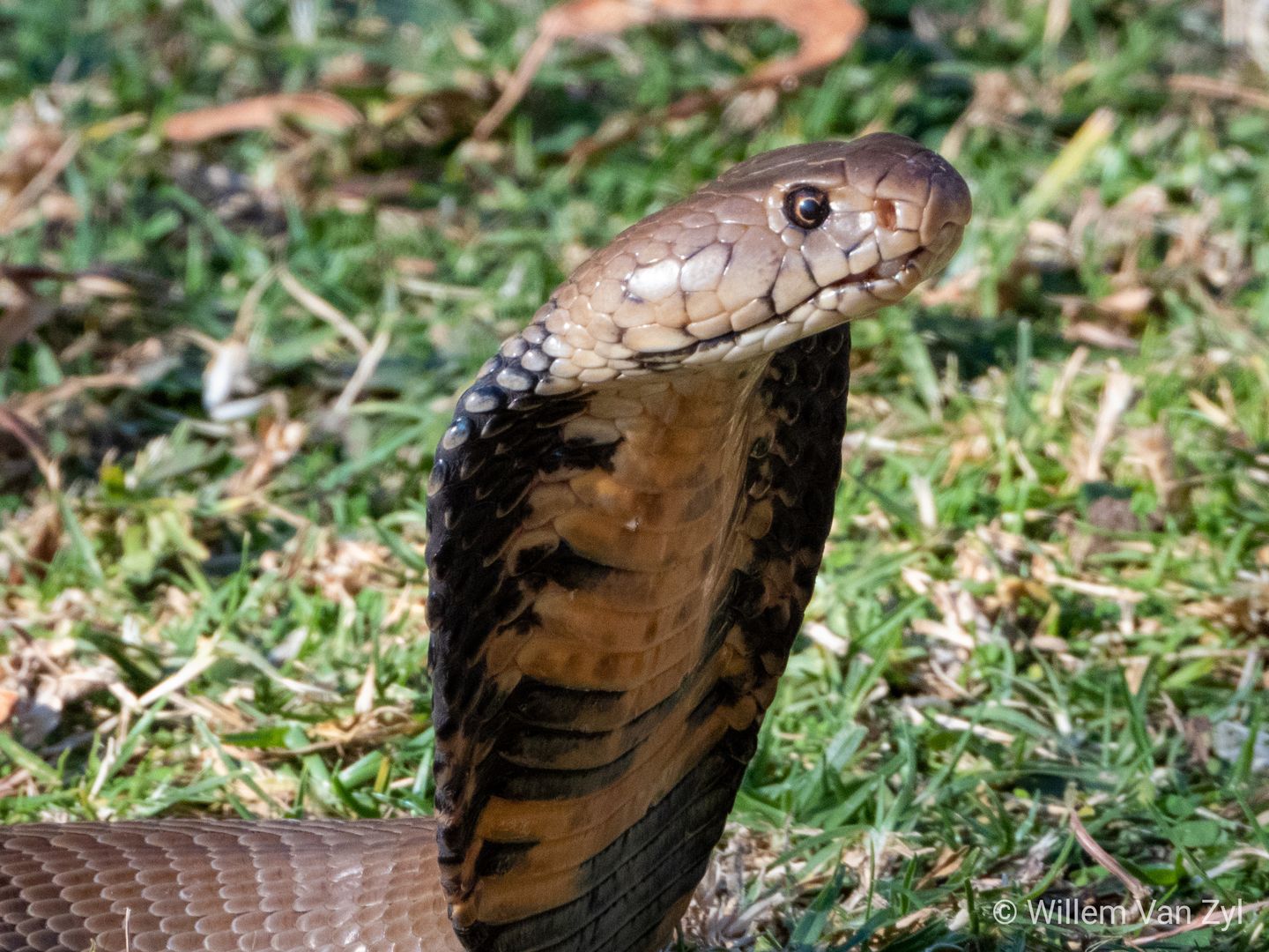 Mozambique Spitting Cobra (Naja mossambica) from Gauteng, South Africa. Dangerously venomous.