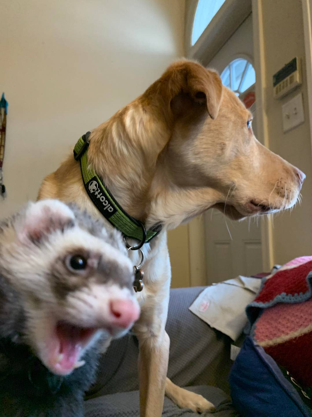 Mr. Business and his big brother Ludo