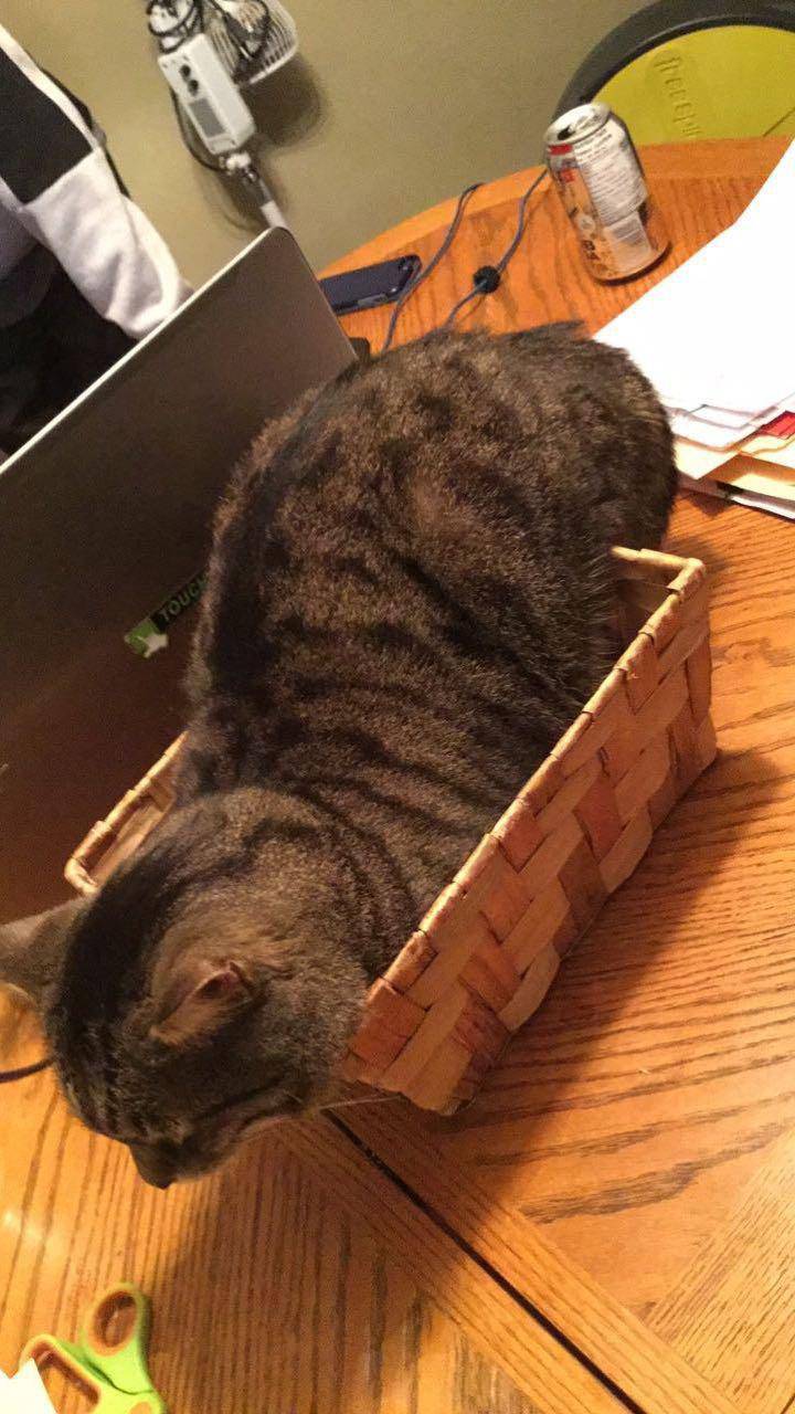 Mufasa thinks he fits in every box
