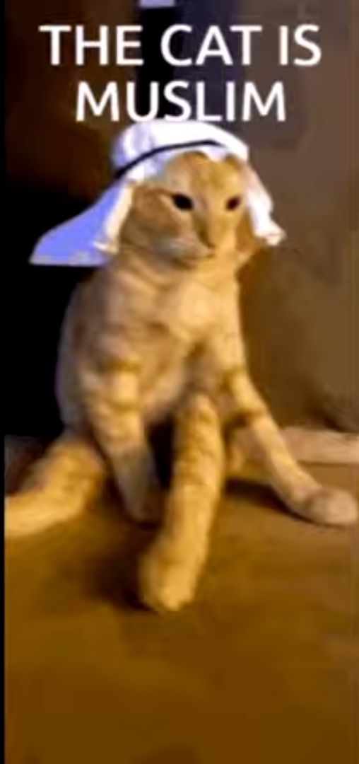 Muslim cat